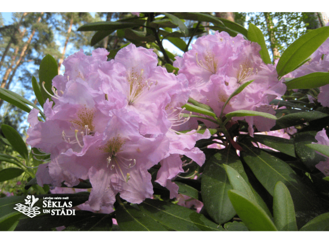 Rhododendron   'Vizma'